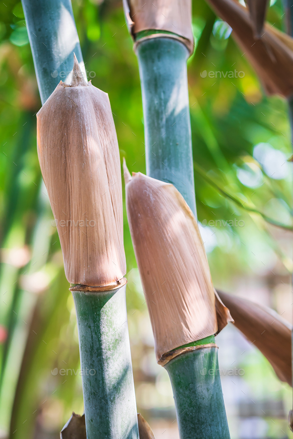 bamboo tree in tropical rainforest2 Stock Photo by stoonn PhotoDune